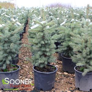 Picea pungens 'Glauca'