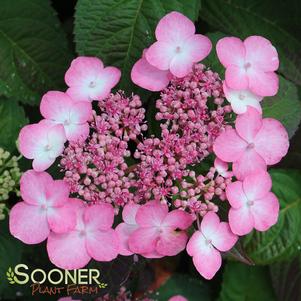 Hydrangea serrata 'Shojo'