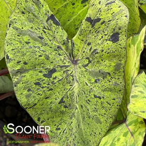 Colocasia esculenta 'Mojito'