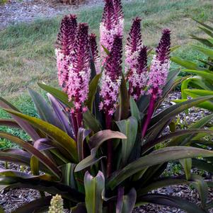 Eucomis x 'Safari Adventure'