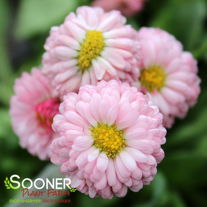 POMPONETTE ENGLISH DAISY MIX