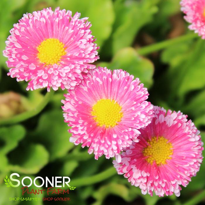 POMPONETTE ENGLISH DAISY MIX