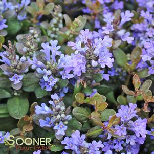 Ajuga reptans 'Chocolate Chip'