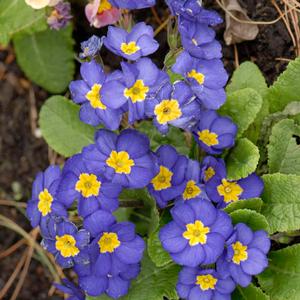 PACIFIC HYBRIDS ENGLISH PRIMROSE