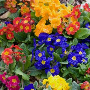 PACIFIC HYBRIDS ENGLISH PRIMROSE