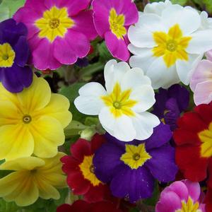 PACIFIC HYBRIDS ENGLISH PRIMROSE