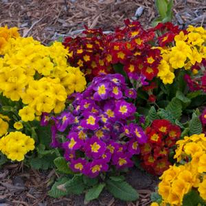 PACIFIC HYBRIDS ENGLISH PRIMROSE