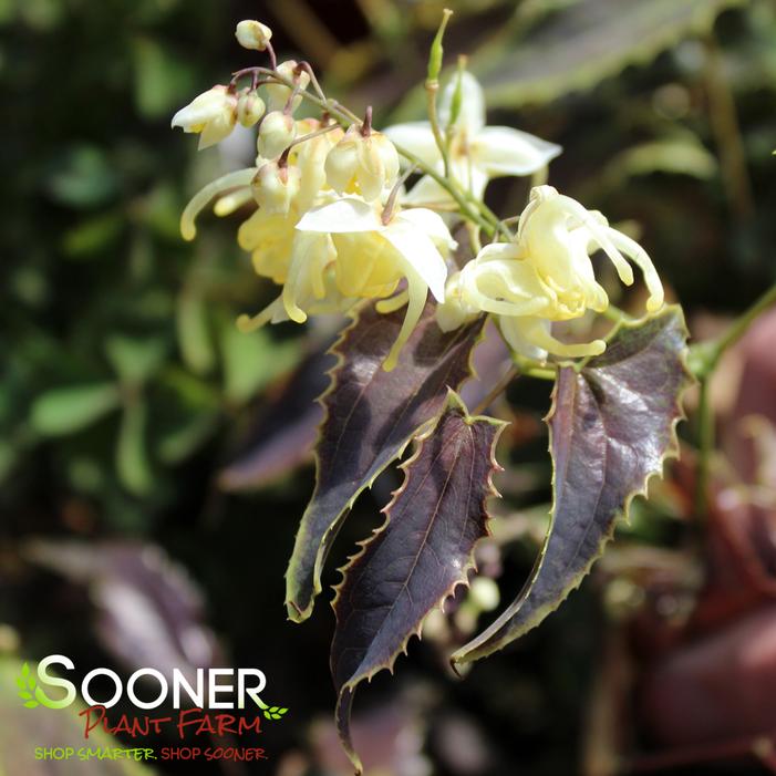 SANDY CLAWS EPIMEDIUM