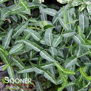 Euonymus fortunei 'Wolong Ghost'