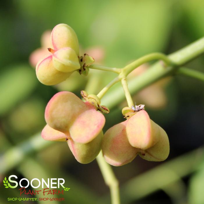 WINTERBERRY EUONYMUS