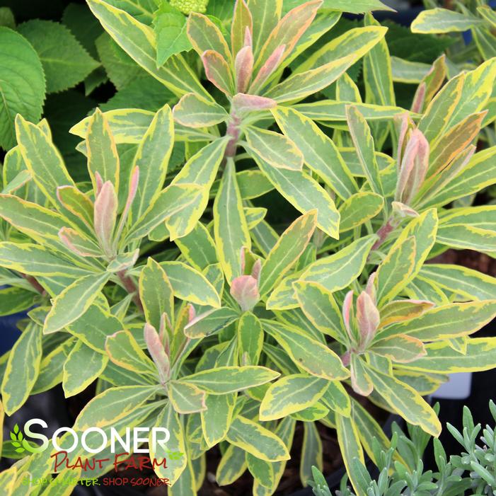 ASCOT RAINBOW EUPHORBIA