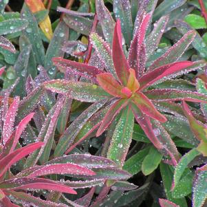 Euphorbia polychroma 'Bonfire'