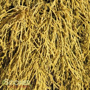 Chamaecyparis pisifera filifera 'King's Gold'