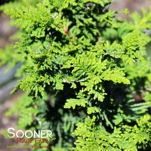 Chamaecyparis obtusa 'Filicoides'