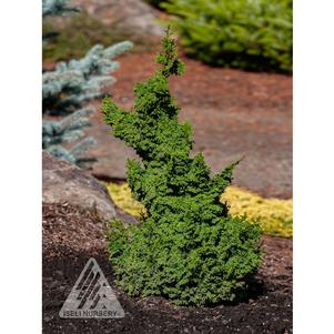 Chamaecyparis obtusa 'Gemstone'