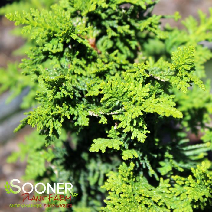 Image property of Sooner Plant Farm, Inc.