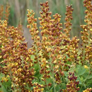 Baptisia x 'Honey Roasted'