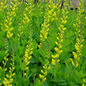 Baptisia sphaerocarpa 'Screaming Yellow'