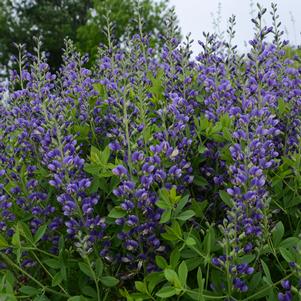 Baptisia x 'Blueberry Sundae'