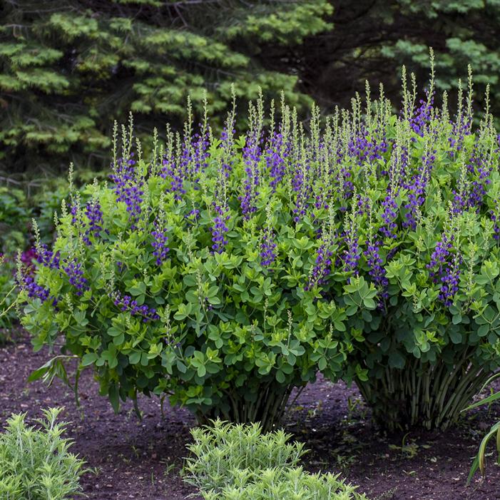 DECADENCE® SPARKLING SAPPHIRES FALSE INDIGO