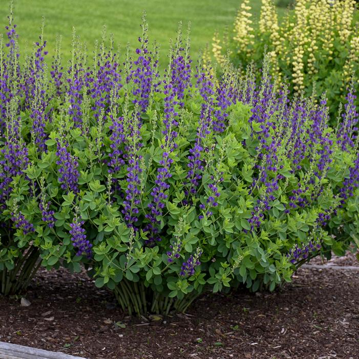 DECADENCE® SPARKLING SAPPHIRES FALSE INDIGO