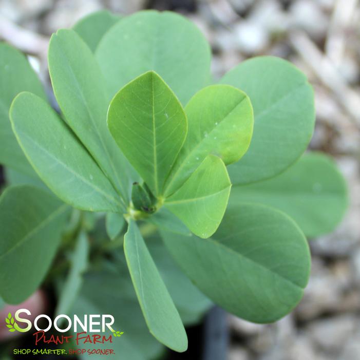 Image property of Sooner Plant Farm, Inc.