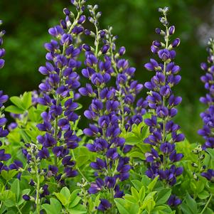 Baptisia x 'Sparkling Sapphires'