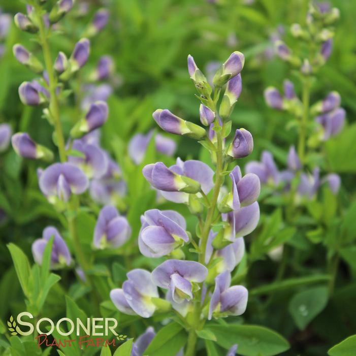 Image Property of Sooner Plant Farm, Inc.