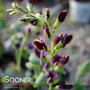 Baptisia x 'Indigo Spires'