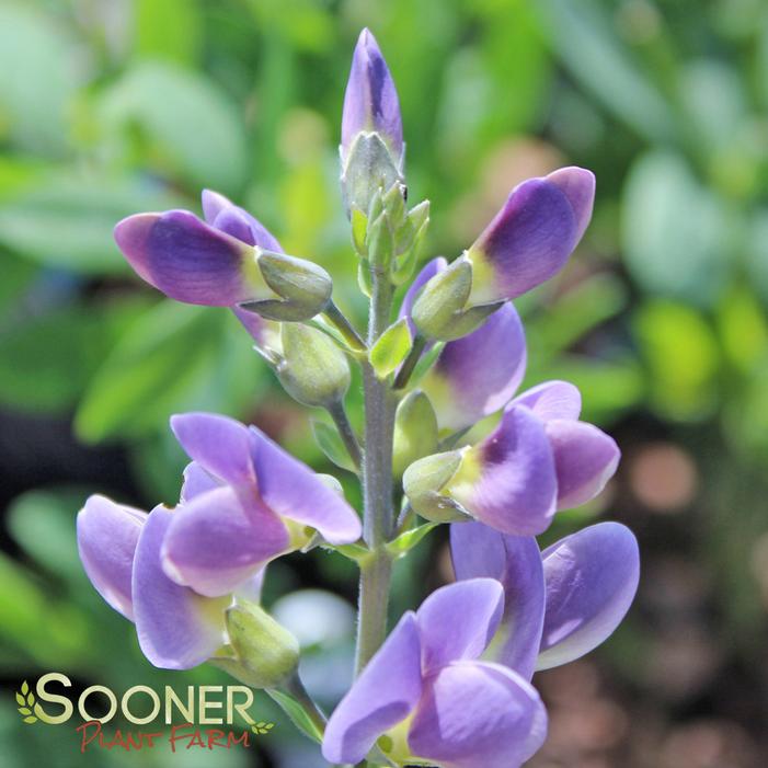 STARLITE PRAIRIEBLUES® FALSE INDIGO