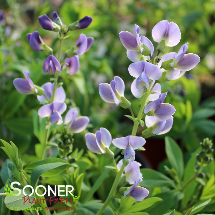 STARLITE PRAIRIEBLUES® FALSE INDIGO