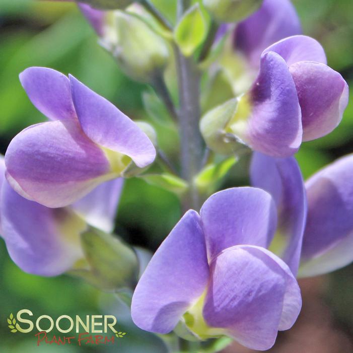 STARLITE PRAIRIEBLUES® FALSE INDIGO