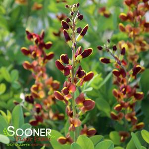 Baptisia x 'Cherries Jubilee'