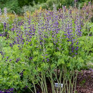 Baptisia x 'Periwinkle Popsicle'