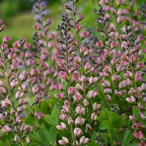 Baptisia x 'Pink Truffles'