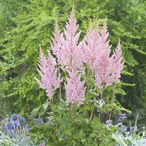 Astilbe chinensis 'Visions Inferno'