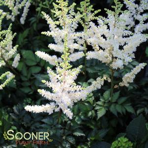 Astilbe chinensis 'Visions in White'