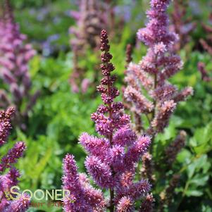 Astilbe chinensis 'Visions'