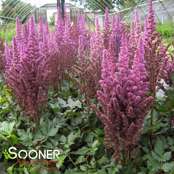 VISIONS IN PINK ASTILBE