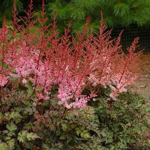 Astilbe x 'Delft Lace'