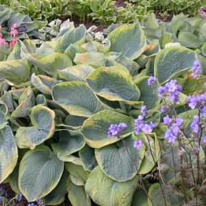 Hosta sieboldiana 'Frances Williams'