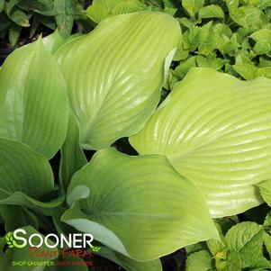 Hosta x 'Sum and Substance'