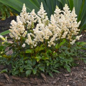 Astilbe x 'Verswhite'