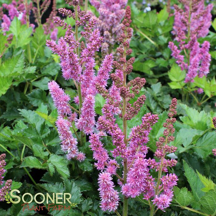 VISIONS ASTILBE