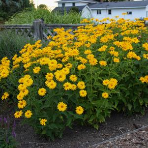 Heliopsis helianthoides 'Summer Sun'