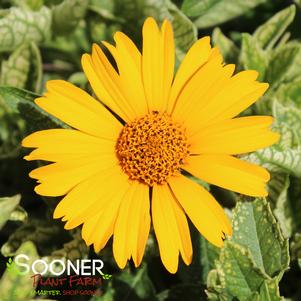 Heliopsis helianthoides 'Sunstruck'