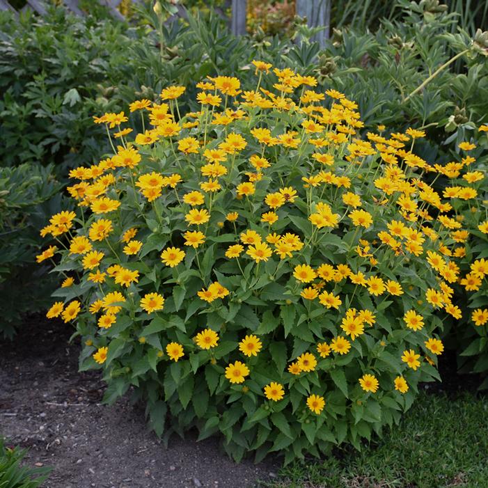 TUSCAN SUN FALSE SUNFLOWER