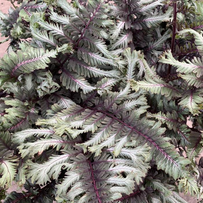 CRESTED SURF JAPANESE PAINTED FERN