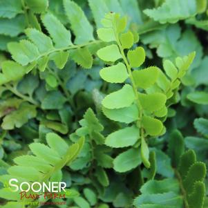 Polystichum acrostichoides ''