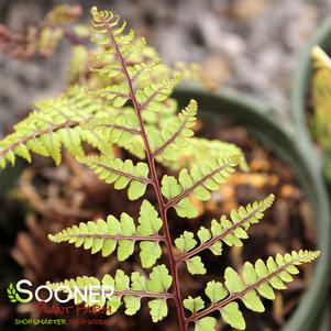 Athyrium otophorum ''